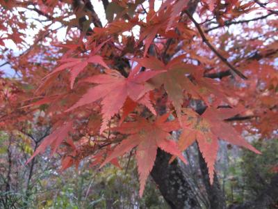 三峰山神社と紅葉