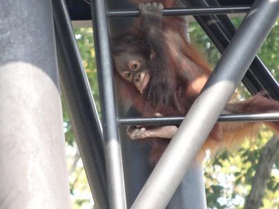 2015年11月　大人の遠足＃２9　多摩動物公園　その２