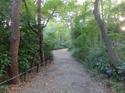 白金台の自然教育園： 山の手線内側で森林浴が出来るとは思わなかった