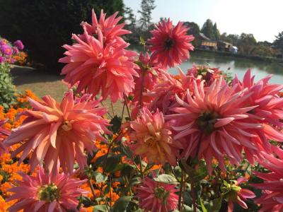 秋のお花見 in 兵庫県立フラワーセンター