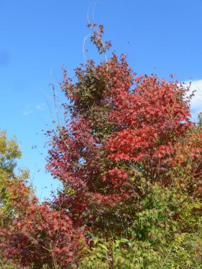 紅葉が始まった大分県の杵築を見て回りました(^0^)!!　そして食事(*^-^*)