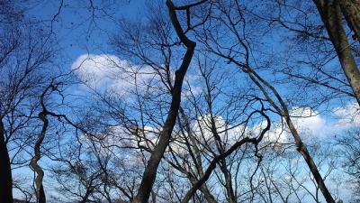 紅葉の後の、青空デッサン。