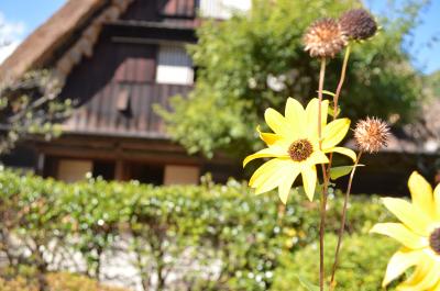 おしどり夫婦の下呂　合掌村