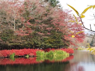 去年は行けなかった紅葉狩り今年は行ってきました。