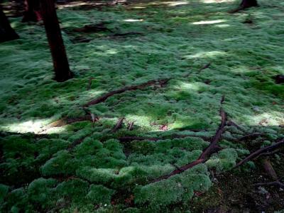 今や世界的な観光地の古寺を巡礼しましたーー東大寺、唐招提寺、薬師寺