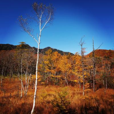 紅葉真っ盛りの戦場ヶ原ハイキング