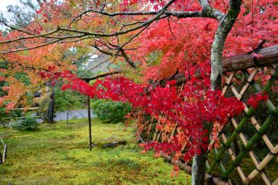 京都紅葉情報　鷹峯　光悦寺の境内の紅葉は見頃、参道の見ごろは少し先です　２０１５年１１月８日