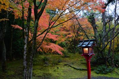 京都紅葉情報　鷹峯　常照寺の紅葉は、そろそろ見頃です　２０１５年１１月８日