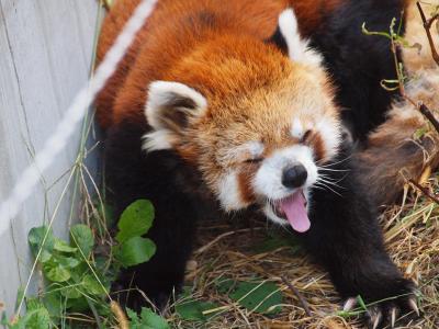 レッサーパンダに会いに浜松市動物園へ行こう　ランチは天然うなぎ＆日帰り温泉華咲の湯でくつろぐ日帰り旅