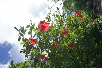 11月の八重山は小夏日和