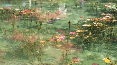 日本にあったモネの池