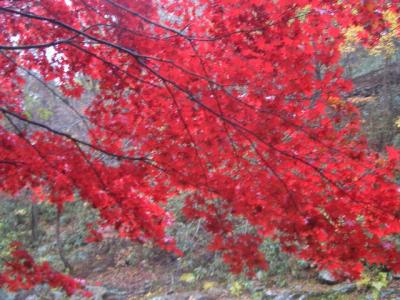 紅葉が美しい淳昌の剛泉山郡立公園、屏風瀑布～剛泉寺～懸垂橋～九将軍瀑布(2015/11/6～8)②/②