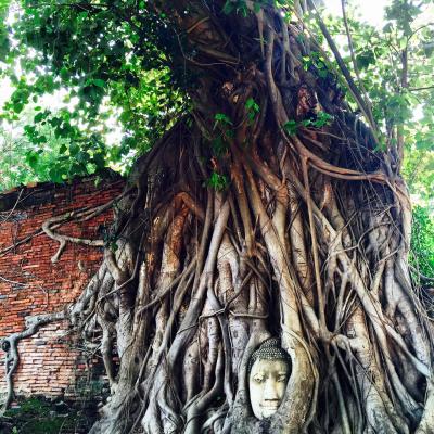 ワットマハタートでブッダヘッドとご対面