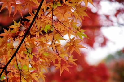 2015年　四国霊場八十八ヶ寺大窪寺の紅葉