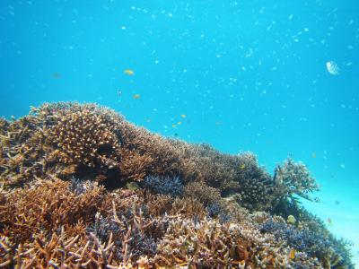 201511石垣・西表 その①