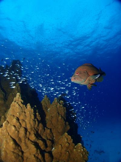 まだまだ夏の石垣島ダイビング