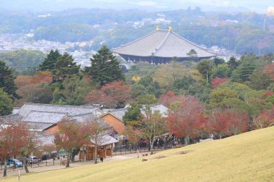 奈良公園の紅葉