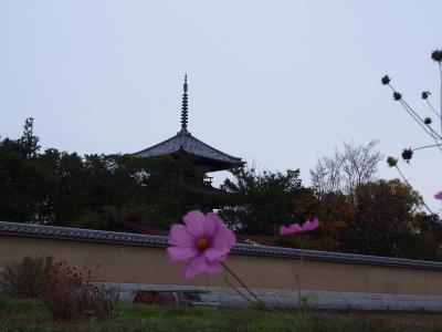 秋うらら。奈良の自然を大満喫　～３日目・法隆寺までサイクリング～