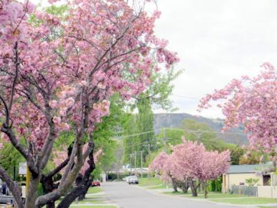 春のニュージーランド個人旅行③～クイーンズタウン近郊アロータウン・クロムウェル・ワイナリー～