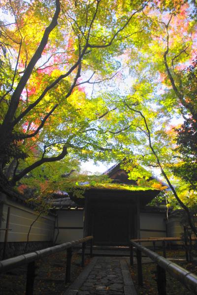 京都　紅葉下見散歩～真如堂・大徳寺～2015