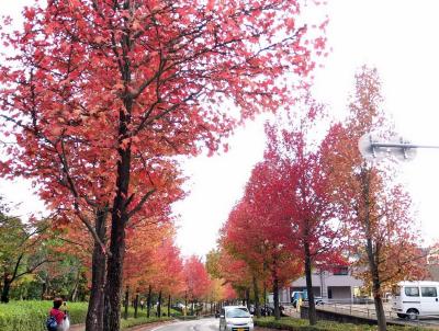 飯能・美杉台の紅葉