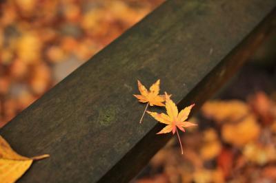 豊後の紅葉2015