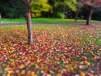 昭和記念公園~~紅葉狩り再び(o^^o)