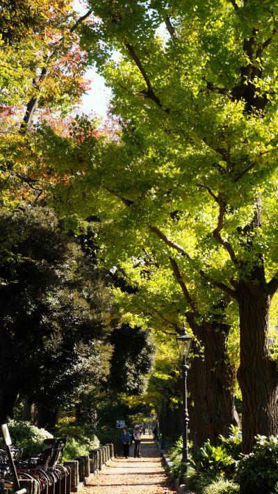 日本大通りから山下公園通りの銀杏並木