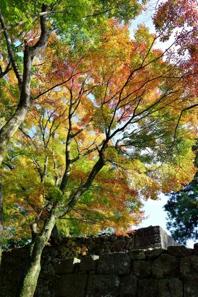 岡城の紅葉