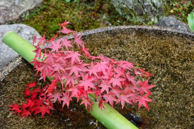 やっぱり紅葉は京都でしょ！京都の紅葉眺めてきました
