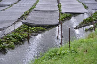 車を買い替えたので試運転です