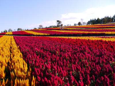 東北の紅葉を求めて運転へたやのに、レンタカー借りてドライブしてきました　③栃木県の巻