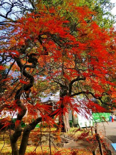 新江戸川公園の紅葉