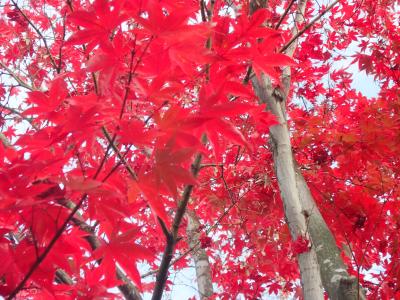 国営昭和記念公園のイチョウ並木黄葉と日本庭園紅葉を見る
