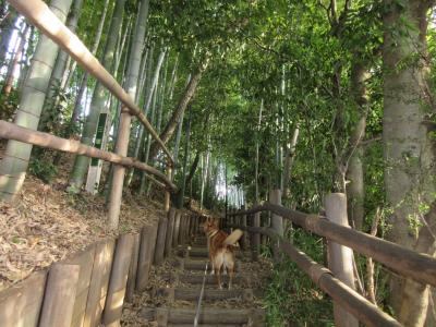 2015年11月1日：武蔵野の森探訪　武蔵野公園～野川公園～大沢の里（出山横穴墓群）～武蔵野の森公園