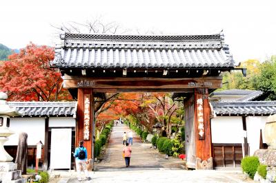 紅葉を求めて滋賀県の日吉大社、西教寺、石山寺へ。　