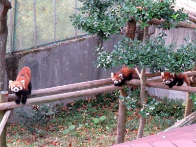 晩秋のレッサーパンダ紀行【８】 西山動物園　産箱からこんにちは、モッチー君＆咲弥ちゃん！！ 感激っ、飼育体験でたいよう君によじ登られ体験！！