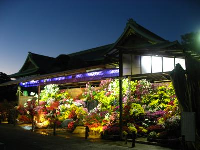 ’１５　総武線さんぽ　小岩駅(善養寺の影向の菊ライトアップ）