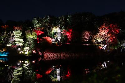 東京散歩2015(目白庭園：2015/11/20～11/29まで夜間ライトアップ中)