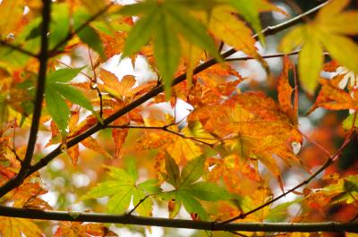 御岳山と紅葉