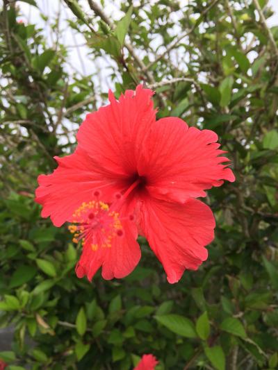 やえやま制覇への旅(その1)