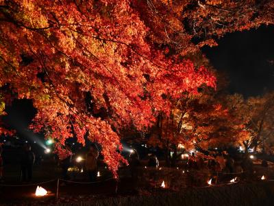 11月3連休、昇仙峡と河口湖もみじ回廊ライトアップをバスツアーで訪れました