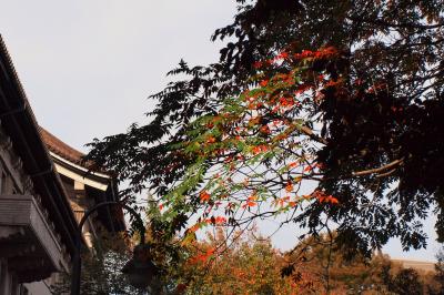 トーハク「秋の庭園開放」