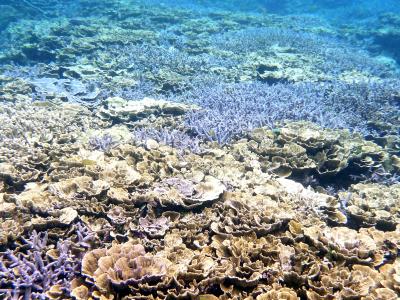 ２度目の宮古島　シュノーケリング（４日目）サンゴ礁の群生の超激美ポイント！！南海岸 