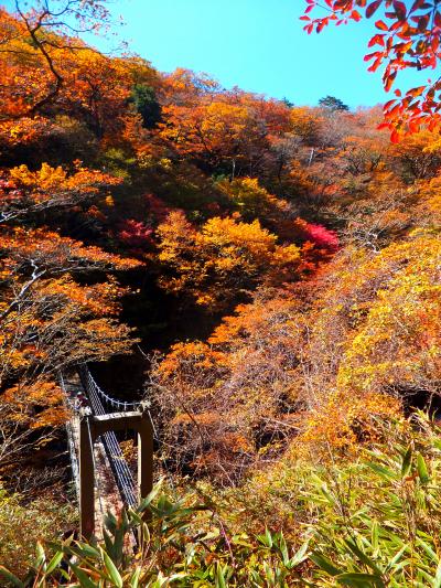 2015年10月　さわやか！大台ケ原で紅葉ハイキングだにゃん（後編・シオカラ谷）