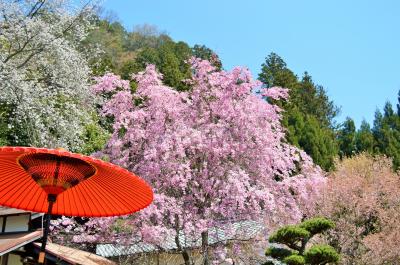桜を追いかけて。