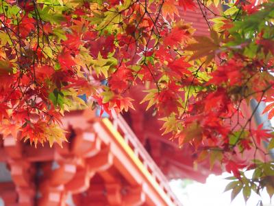 大宮氷川神社の紅葉