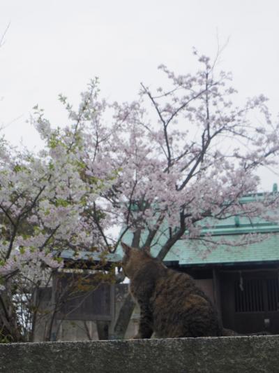 桜と猫の牛窓散策