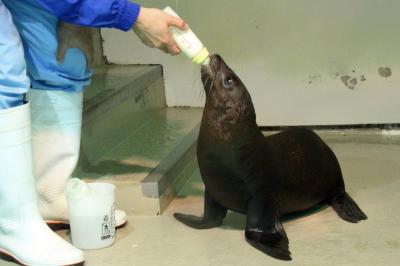 北陸新幹線で行く長野・石川・福井３県３園レッサーパンダ動物園めぐり（５）【いしかわ動物園】アシカやブラッザグエンやシロテテナガザルの赤ちゃんに会えた「アシカ・アザラシたちのうみ」から「サルたちの森」まで