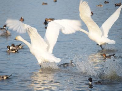 白鳥の瓢湖